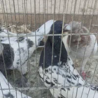 تعدادی کفتر ماده بهبونی|پرنده|شیراز, رکنآباد|دیوار