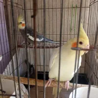 عروس هلندی|پرنده|قرچک, مهدیه|دیوار
