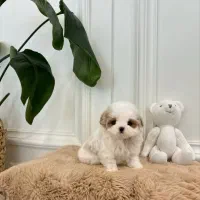 پودل مالتیز عروسکی