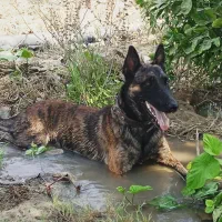 مالونیز قهوه ای|سگ|تخت, |دیوار