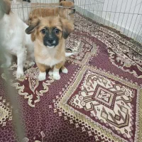 سگ ماده|سگ|گنبد کاووس, |دیوار