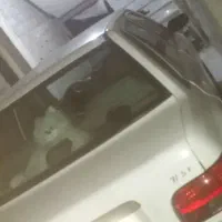 پرایدمدل ۹۱بی رنگ...|خودرو سواری و وانت|قائمشهر, |دیوار