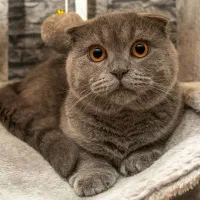 واگذاری گربه