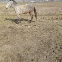 قاطر نرکی قوی به شرط