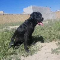 سگ کنکورسو ماده با اصالت