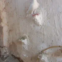 کفتر به قیمت