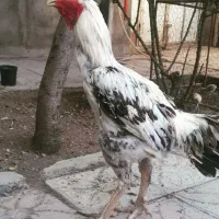 خروس لاری