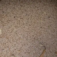 توم درجه یک قیمت 450|خدمات باغبانی و درختکاری|نورآباد, |دیوار