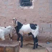 نربز پاکستانی اصل