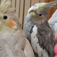 عروس هلندی