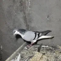 کبوتر سیاه نقش