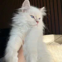 گربه های پرشین و بریتیش اصیل