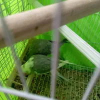 عروس هلندی مولد|پرنده|نقده, |دیوار