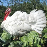 فروش بوقلمون تنظیم بازار