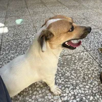 گمشده سگ نژاد جک راسل