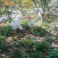 بوقلمون|حیوانات مزرعه|مشگین شهر, |دیوار