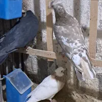 سلام چنتا حیون فروشی|پرنده|تربتحیدریه, حاجی یار|دیوار