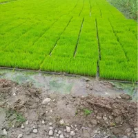 فروش سینی اماده به نشا فجر