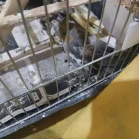 عروس هلندی|پرنده|کوچصفهان, |دیوار