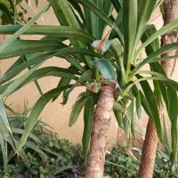 گل یوکا|گل و گیاه طبیعی|شیراز, احمدی جنوبی|دیوار