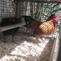 فروش مرغ وخروس شهری اصل