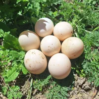 تخم اردک اسرائیلی نطفه دار