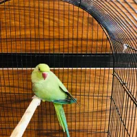 طوطی ملنگو یکساله