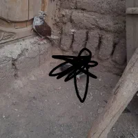 کله ای ناب