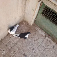 چپ سیاه جوجه|پرنده|اسفرورین, |دیوار