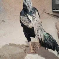 خروس لاری درجە 1|لوازم جانبی حیوانات|آرمرده, |دیوار