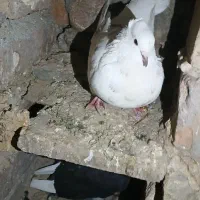 کبوتر گم شده