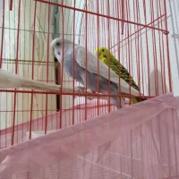 پرنده|پرنده|ماکو, |دیوار