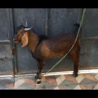 کهره نر