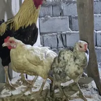 مرغ و خروس فروشی