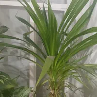 گل زیبا|گل و گیاه طبیعی|نظرآباد, نظرآباد|دیوار