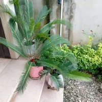 گل و گیاه|گل و گیاه طبیعی|کلاچای, |دیوار