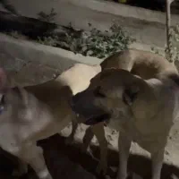 ۳ عدد سگ سرابی سطح یک|سگ|بندرعباس, |دیوار