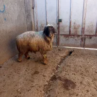 کاوه قوچ،قوچ،بره قوچی