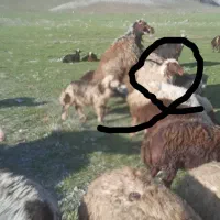معاوضه گوسفند