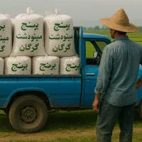 برنج ایرانی مینودشت