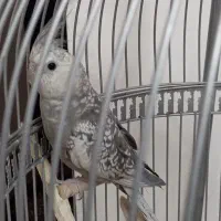 جفت عروس هلندی دستی