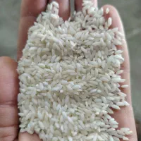 برنج سامونا برنج پنج درصد برنج عنبر بو