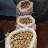 خشکبار|عمده‌فروشی|کرج, المهدی|دیوار