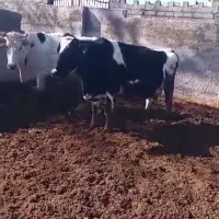 گاوشیری|حیوانات مزرعه|قهدریجان, |دیوار