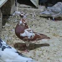 ملومنزو درکوار