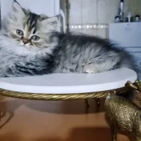 پرشین ماده (اصفهان)
