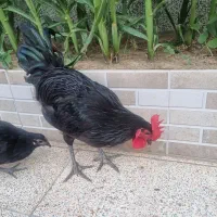 خروس نژاد استرالوپ