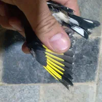 نر و ماده سهره به تعداد|پرنده|مهاباد (آذربایجان غربی), |دیوار