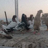 بهبهونی|پرنده|شیراز, پانصد دستگاه ارتش|دیوار