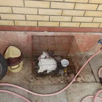 خرگوش خونگی